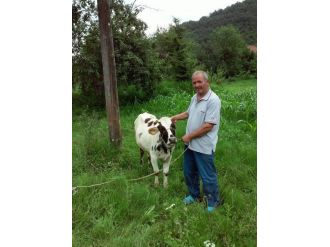 Domuza Tuzağına Takılan İnek Boğuldu