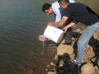Gölet Ve Akarsulara Yavru Sazan Bırakıldı