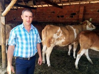 Kütahya’da Gebe Düve Dağıtımı