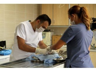 Karşıyaka’da 300 Kedi Kısırlaştırıldı