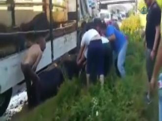 Sıcakta Fenalaşan Hayvanları Otoyolda Kestiler