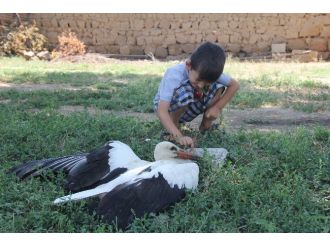 Yaralı Bulunan Leylek Tedavi Altına Alındı