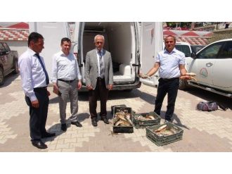 Yozgat’ta Kural Dışı Yakalanan 400 Kilo Balığa El Konuldu