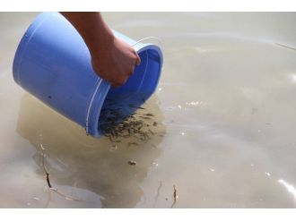 Yavru Balıklar Göletlere Bırakıldı