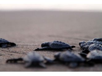 Yavru Carettalar Denizle Buluştu