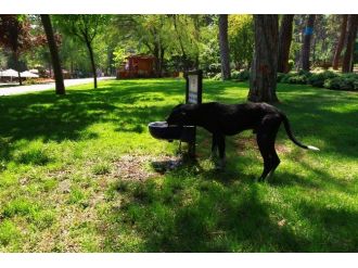 Sıcak Havalarda Hayvanlara Da Su Verilmeli