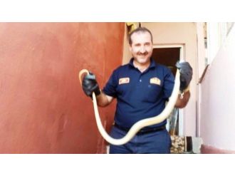 Eve Giren Yılanı İtfaiye Ekipleri Yakaladı