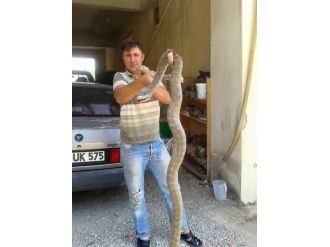 Gazipaşa’da Devasa Yılanlar Korkutuyor