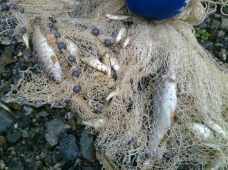 Alabalık Fotoğrafı Paylaştı, 5 Bin Lira Cezaya Çaptırıldı