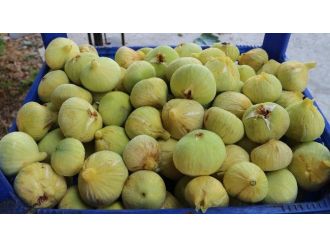 Mut’ta İncir Hasadı Başladı