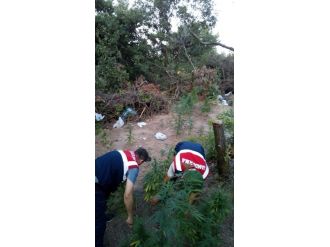 Kocaeli’de Kenevir Tarlasına Operasyon: 5 Gözaltı