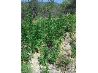 Gölpazarı’nda Hint Keneviri Operasyonu