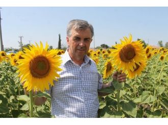 Manyas’ta Ayçiçeği Ekim Alanları Arttı