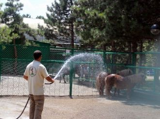 Sıcaktan Bunalan Hayvanları Su İle Serinletiyorlar
