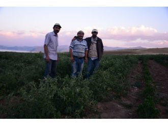 Tatvan’da 100 Bin Ton Domates Elde Edilmesi Hedefleniyor