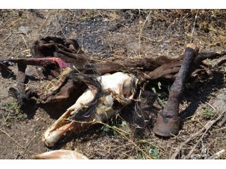 Nazilli Kaymakamı Okur’dan At Eti Açıklaması