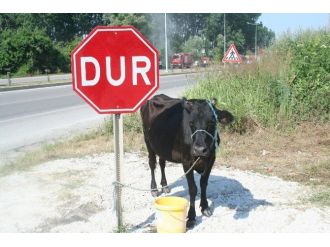 İneğe Çarpmamak İçin Takla Attı