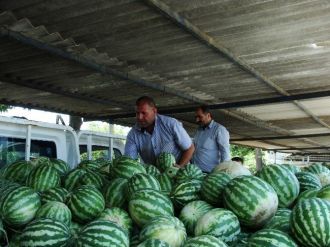 Karpuz, Kabak Tadı Verdi Üretici Perişan Oldu