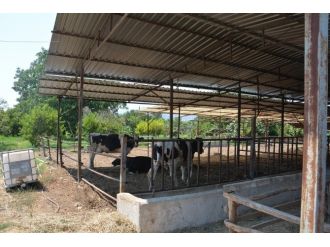 Umurlu Mahallesinde Çiçek Karantinası