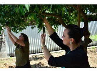 Yüreğir Ziraat Odası’ndan Üreticiye Destek
