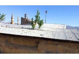 Pasinler’de Çatıda Yetişen Ağaç Görenleri Şaşırtıyor