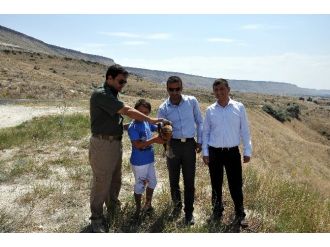 Minik Sporcunun Kurtardığı Şahin Tedavisinin Ardından Doğaya Salındı