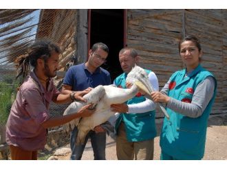 Denizli’de Bulunan Yaralı Pelikan Burdur’da Tedavi Altına Alındı