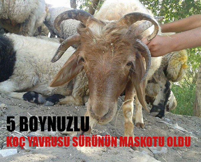 5 Boynuzlu Koç Yavrusu Sürünün Maskotu Oldu 