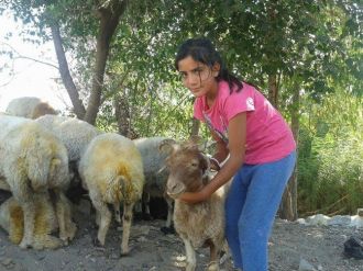 (Özel Haber) 5 Boynuzlu Koç Yavrusu Sürünün Maskotu Oldu