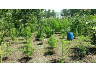 Tarlasında Uyuşturucuyla Yakalandı