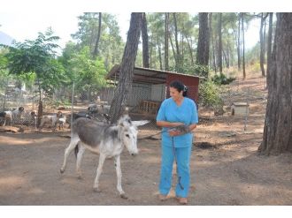 Haydos Yaşlı Eşeğe Sahip Çıktı