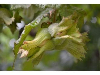 Fındıkta Rekolte Belirsizliği Sürüyor