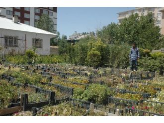 Kuruyan Çiçekler Ellerinde Kaldı