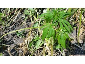 Kastamonu’da Kenevir Operasyonu