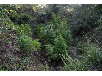 Çanakkale’de Uyuşturucu Operasyonu