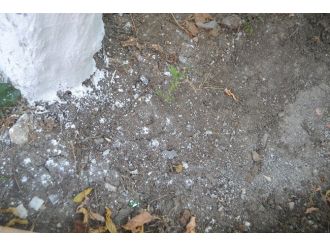 Aşırı Sıcaklardan Bunalan Ağaçlar Dallarını Saldı