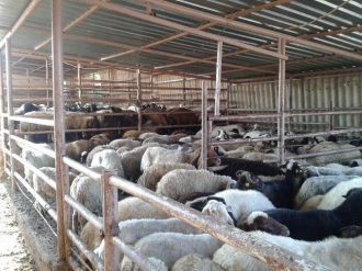 (Özel Haber) Tekirdağ’da Kaçak Koyun Operasyonu