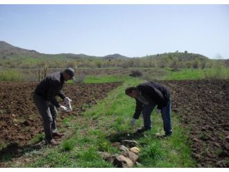 Acıpayam’da Tarla Fareleriyle Mücadele Edilecek
