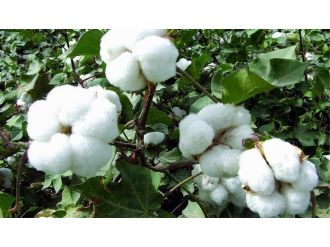 Pamuk Sektörü Destek Bekliyor