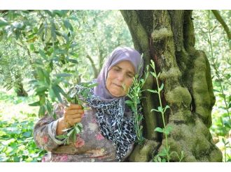 Zeytin Ağaçlarına Sarılarak Kesmeyin, Onlar Benim Çocuklarım Dedi