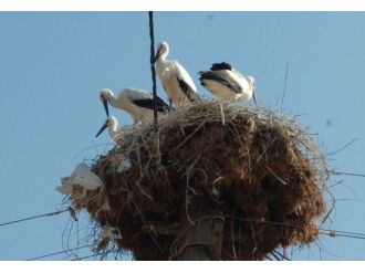 Leylekler Elektrik Direklerini Mesken Tuttu