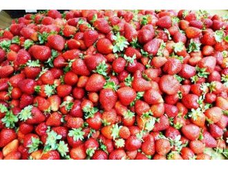 Yerli Çilek Tezgahlarda