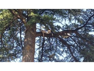 Demirci’de Kedi Operasyonu