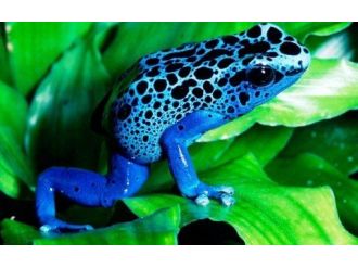 Dünyanın En Zehirli Kara Hayvanı Aqua Vega’da