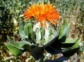 Melikgazi’nin Endemik Bitkisi ‘Aspir’