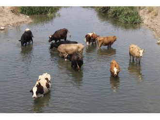 Sıcaktan Sunalan İnekler Derede Serinliyor
