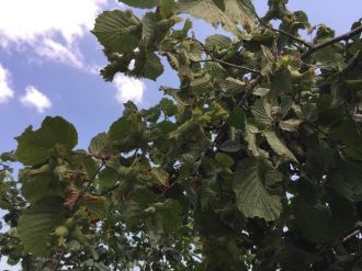 Ordu’da Fındık Toplama Tarihleri Açıklandı