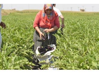 Dayanışmacı Ekonominin İlk Ürünleri Satışa Sunuldu