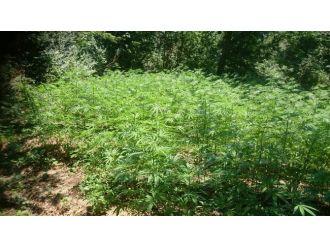 Ordu’da 10 Bin 973 Kök Hint Keneviri Ele Geçirildi