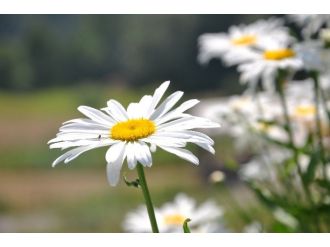 Karadeniz Yaylaları Yaz Ayları İle Birlikte Papatya Bahçesine Döndü